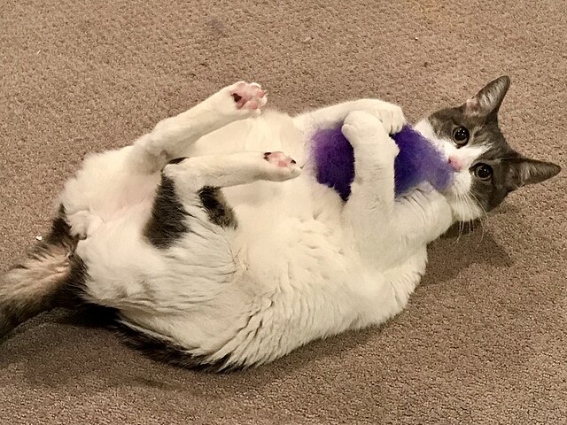 A chubby white cat with gray spots on her back, back legs kicked up, holding a purple felt ball in front paws.