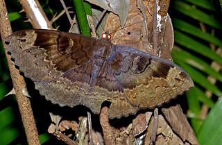 <i>Erebus caprimulgus</i> species of insect