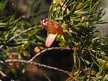 Eremophila linearis (barglar va gullar) .jpg