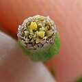 Individual flower head close up showing some individual flowers with 5 petals and inner organs, and purple tinge