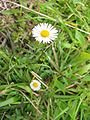 Erigeron karvinskianus - Blüte