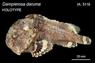 <span class="mw-page-title-main">Daruma stinger</span> Species of venomous ray-finned fish