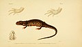 Erpétologie générale, ou, Histoire naturelle complète des reptiles (5982441338).jpg