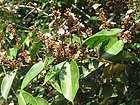 Erycibe paniculata - Panicled Erycibe from Neeliyarkottam 2018 (10).jpg
