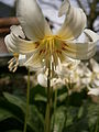 Erythronium 'White Beauty' close-up flower