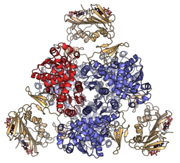 Aspartate carbamoyltransferase