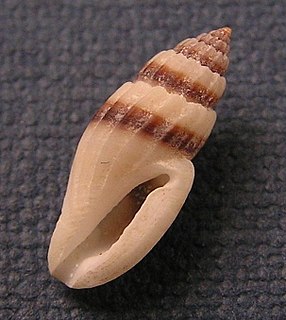 <i>Eucithara celebensis</i> Species of gastropod