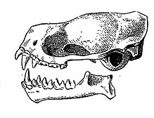 Eumops nanus skull.jpg