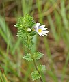 Euphrasia officinalis