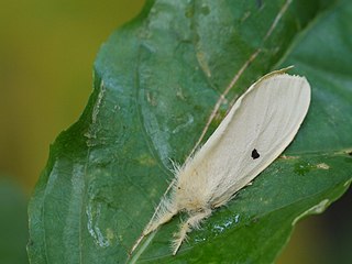 <i>Euproctis lunata</i> Species of moth