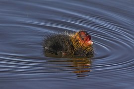 Eurasian coot (Fulica atra) chick Extremadura.jpg