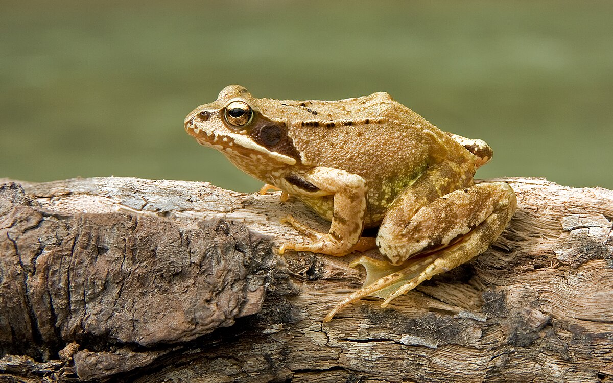 What are small Frogs called?