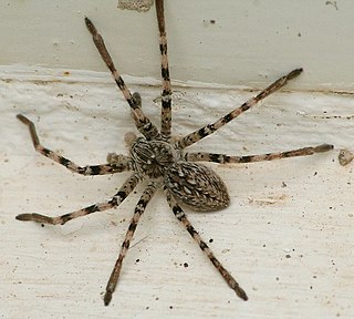 <i>Eusparassus</i> Genus of spiders