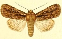 Dichagyris signifera