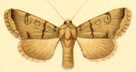 Dichagyris singularis