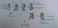 Evolucion de células eucariotas.jpg