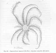 Hymenodiscus agassizi.