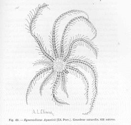 Hymenodiscus agassizii