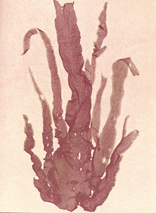 FMIB 53636 Rhodophycees ou Floridees (Algues rouges) Porphyrees ou Bangiales, Porphyra linearis (Grev) De Toni.jpeg