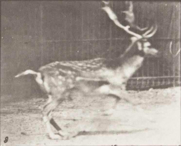 File:Fallow deer, buck, trotting, and galloping (rbm-QP301M8-1887-682b~8).jpg