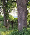 Čeština: Památné stromy (lípy) v Hostomicích, okres Beroun English: Famous trees in Hostomice, in Beroun District