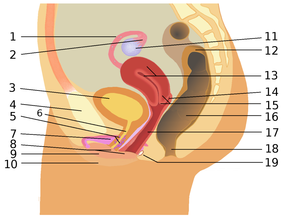 Appareil génital féminin — Wikipédia