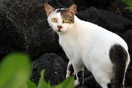 Tập_tin:Feral_cat_1.JPG