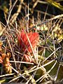Ferocactus echidne v. rhodanthus (5776806439).jpg