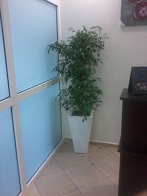 Ficus benjamina Household Plant.jpg