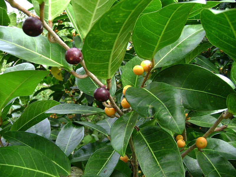 File:Ficus tinctoria.jpg