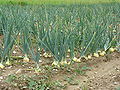 field with onions