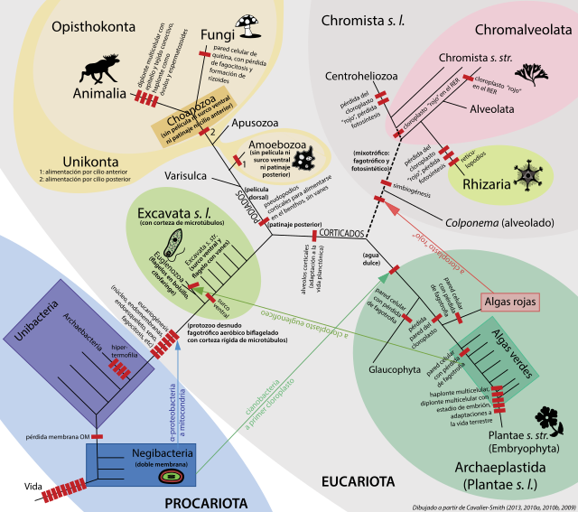 Clasificación 640px-Filogenia_Cavalier-Smith_2013.svg