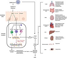 Mechanisms of SARS-CoV-2 cytokine storm and complications Fimmu-11-01648-g001.jpg