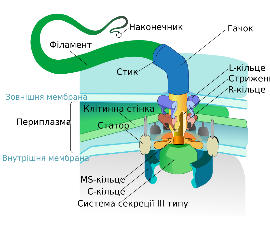 File:Flagellum base diagram uk.svg