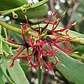 Berdaging mistletoe flower.jpg