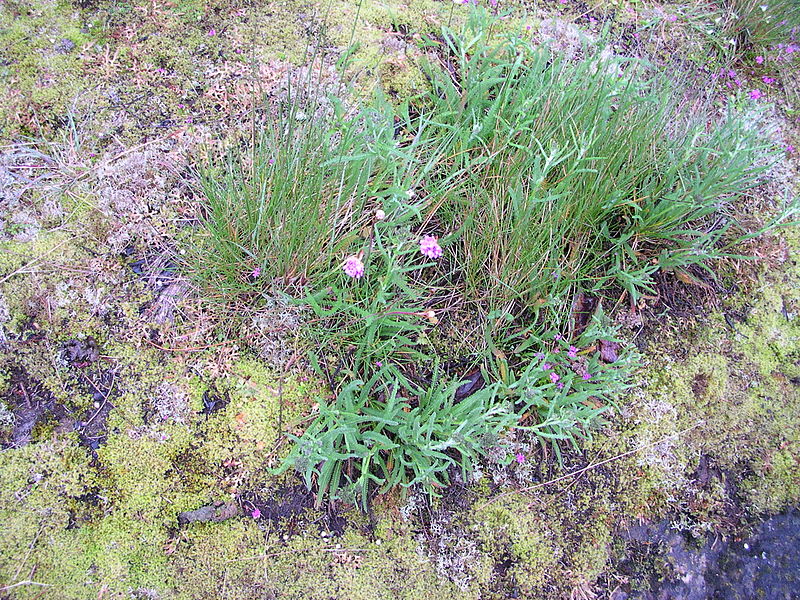 File:Flickr - brewbooks - Sea Thrift Armeria maritima.jpg