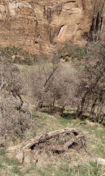 File:Flora and Deer along trail Zion National Park.jpg