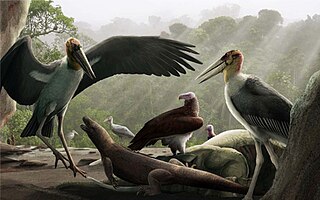 <i>Leptoptilos robustus</i> Extinct species of stork