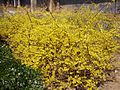 Миниатюра для Файл:ForsythiaViridissima2.jpg