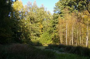 The Freidorfer Hachetal near Neubruchhausen