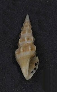 <i>Funa tayloriana</i> Species of gastropod