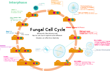 Fungal cell cycle showing Dikaryons typical of Higher Fungi Fungus cell cycle-en.svg