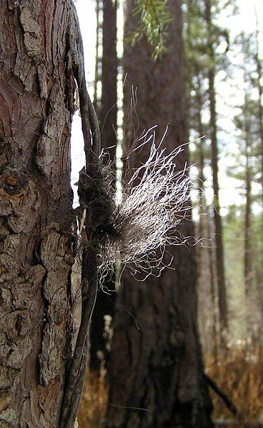 File:Fur on a hair snag (Northern Divide Grizzly Bear Project) (4428161642).jpg