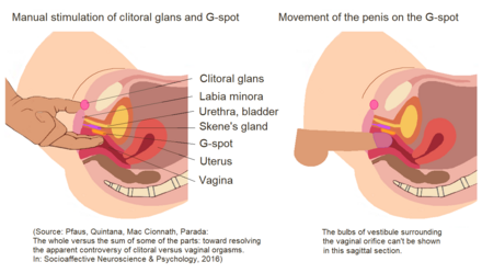 Orgasm a vaginal have how to Types of