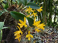 Guarianthe aurantiaca - Wikipedia, la enciclopedia libre