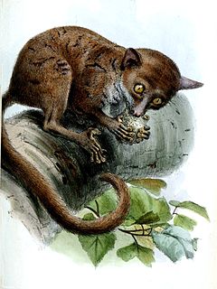 Dwarf galago genus of mammals