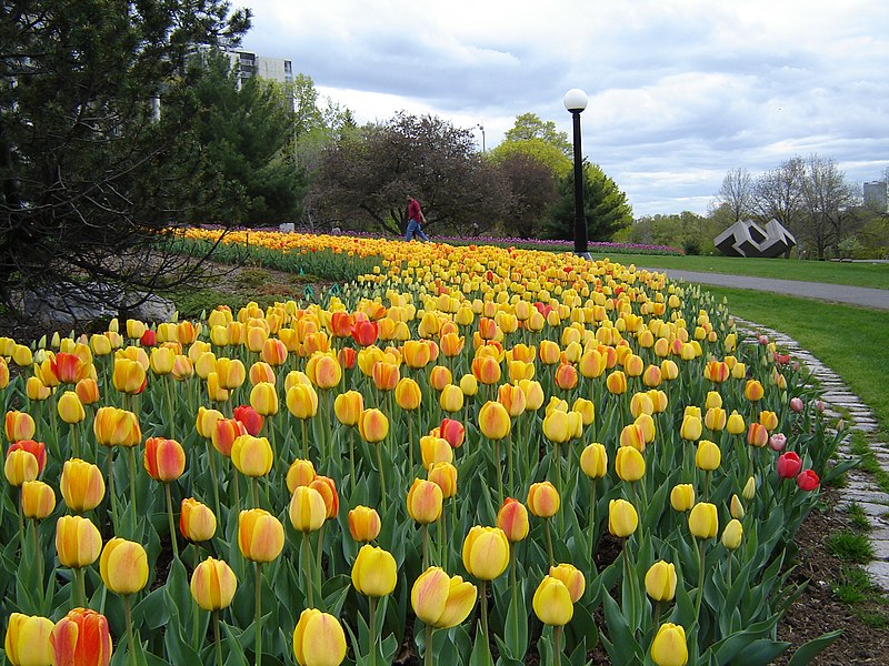 File:Garden of the Provinces and Territories - Tulip Festival - 4.jpg
