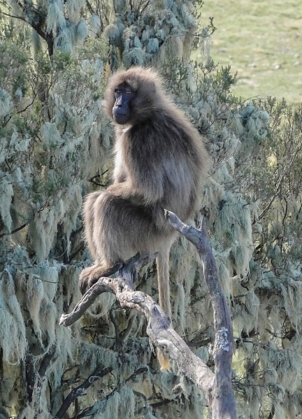 File:Gelada near Chennek.jpg