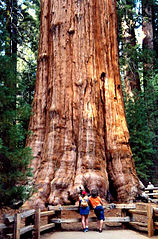 Sherman Tree tábornok