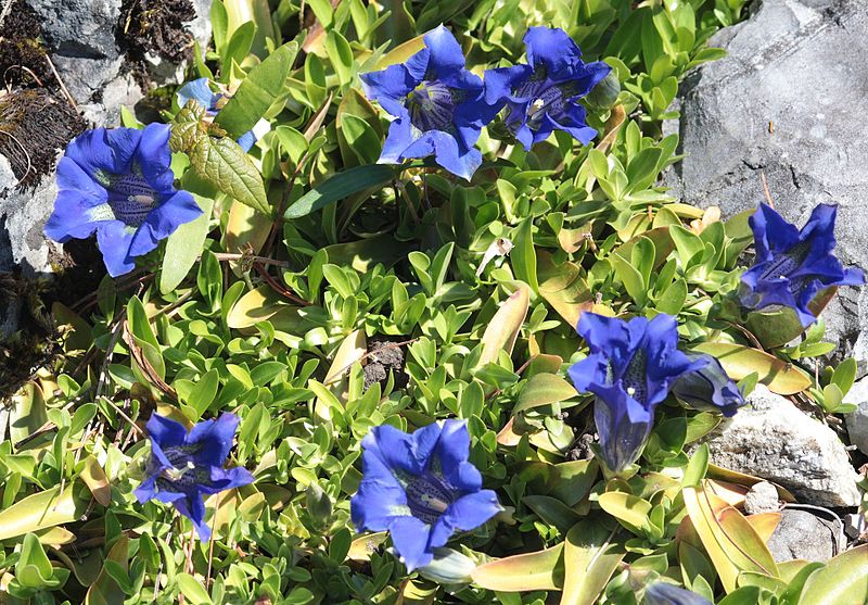 File:Gentiana acaulis L G. Kochiana Perr. et Songeon (Gentianaceae)-5F.JPG